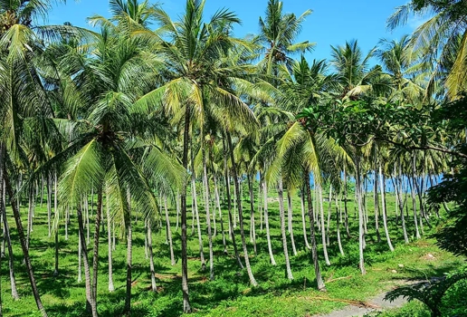 agro-farm